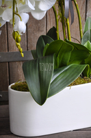 obfity storczyk Leokadia w minimalistycznej donicy, wys.65cm