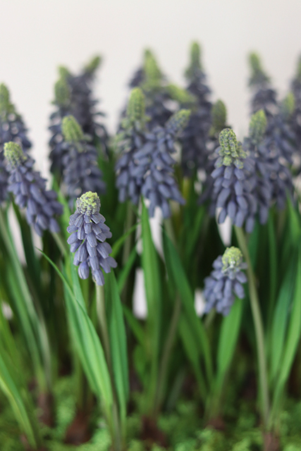 Szafirki, wiosenna kompozycja w cynowanej donicy, wys.32cm