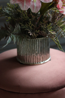 Amarylis Silver w srebrnej donicy, wys. 42cm 