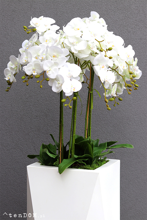 Grande Nevis White Giant, bardzo duży storczyk w nowoczesnej donicy, wys. 170cm