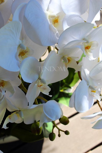 storczyk Laos Big White w białej donicy, wys.67cm