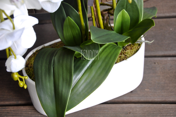 obfity storczyk Leokadia w minimalistycznej donicy, wys.65cm