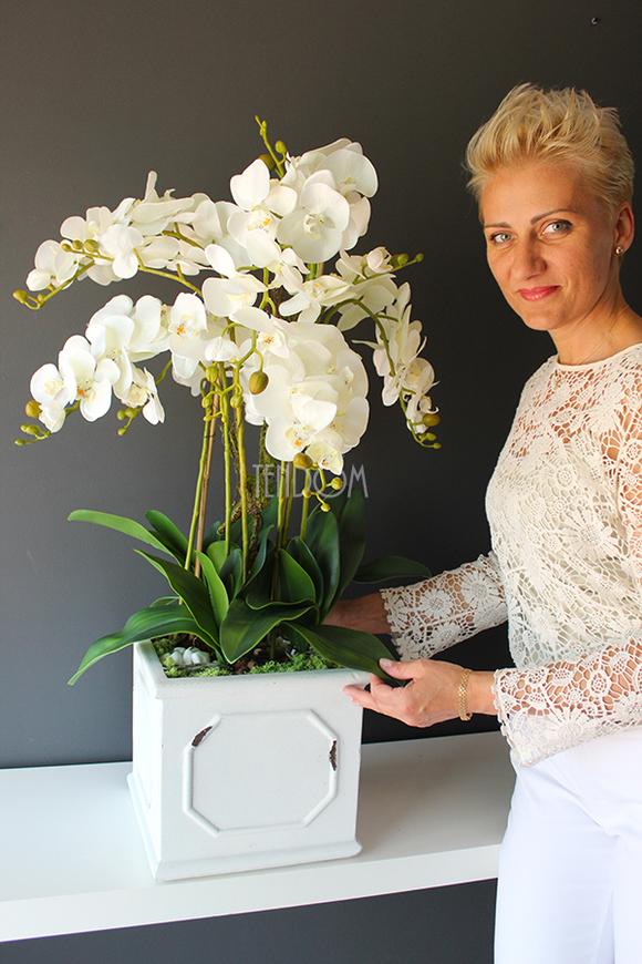 Wenecja storczyk w eleganckiej donicy, wys.90cm