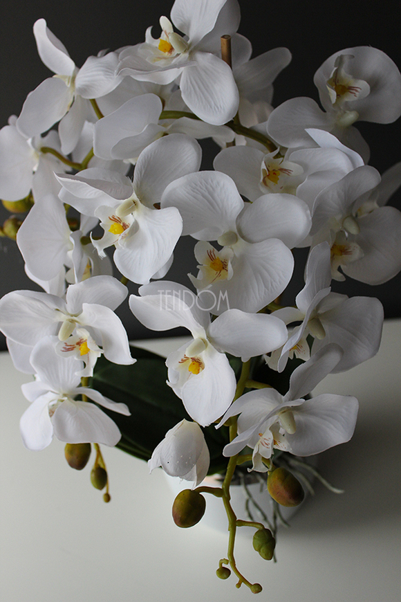 elegancki storczyk Kantro w białej donicy, wys.48cm