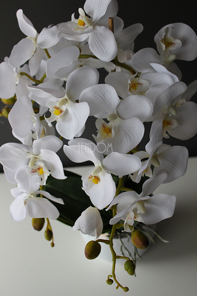 elegancki storczyk Kantro w białej donicy, wys.48cm