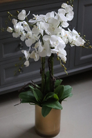 elegancki storczyk w szklanej donicy, Złota Lejdi, wys.90cm