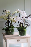 Glassier Niagara, gumowy storczyk w szklanej misie, wys.70cm