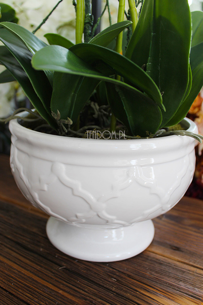 cudowny storczyk Ellana w pięknej białej donicy, wys.70cm