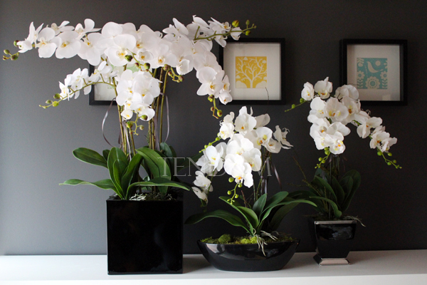 duży storczyk Black Home Grande w czarnej donicy z żywicy (połysk), wys. ok. 87cm