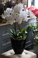 Gerrano, wysoki storczyk glamour, wys.80cm 