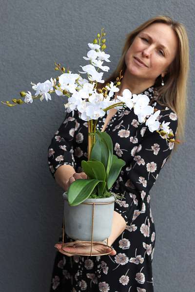 Gelona, storczyk w szarej donicy, wys.63cm 