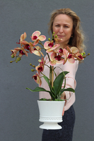 Ewelina, sztuczny storczyk w donicy - pucharze, wys.53cm