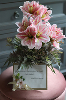 Amarylis Silver w srebrnej donicy, wys. 42cm 