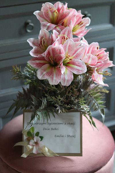 Amarylis Silver w srebrnej donicy, wys. 42cm 