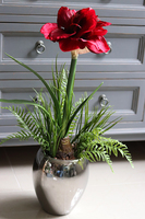 Amarylis Silver, kompozycja z bordowym kwiatem, wys.68cm 