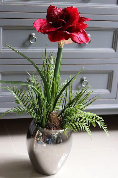 Amarylis Silver, kompozycja z bordowym kwiatem, wys.68cm 