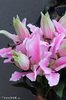 bukiet lilii Misella, różowe, 6szt, dł. 70cm