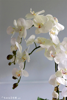 Maura 2, sztuczny storczyk w białej osłonce, wys.84cm 