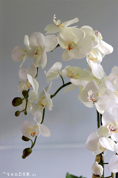 Maura 2, sztuczny storczyk w białej osłonce, wys.84cm 