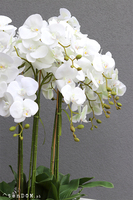 Grande Nevis White Giant, bardzo duży storczyk w nowoczesnej donicy, wys. 170cm