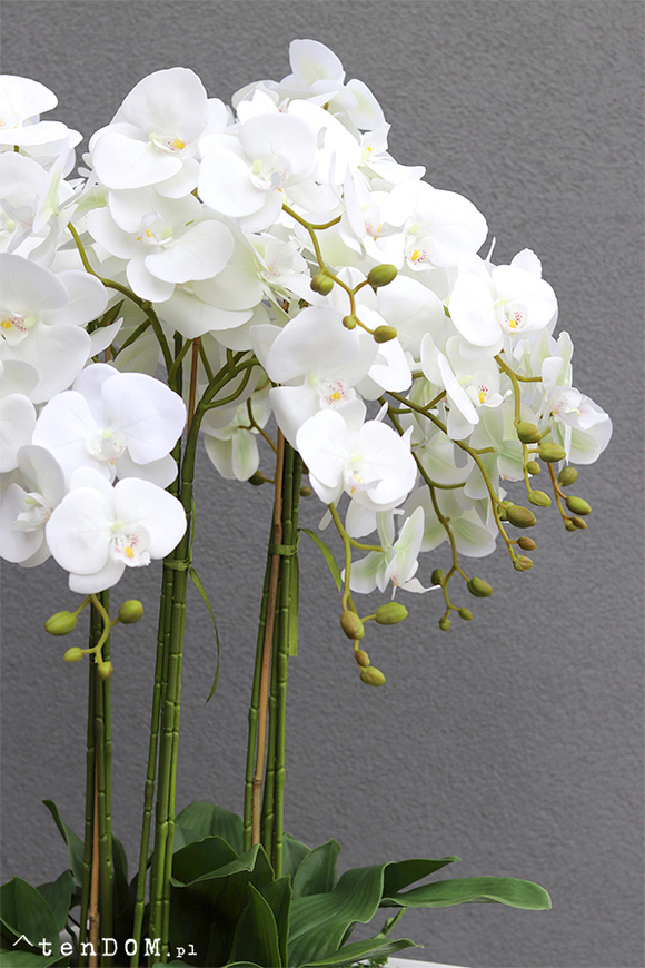 Grande Nevis White Giant, bardzo duży storczyk w nowoczesnej donicy, wys. 170cm