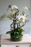 Glassier Niagara, gumowy storczyk w szklanej misie, wys.70cm