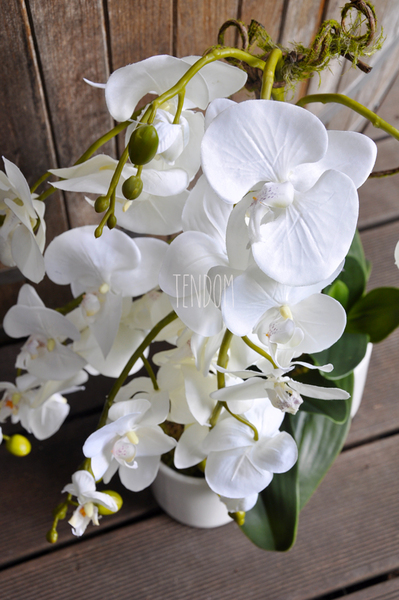 obfity storczyk Leokadia w minimalistycznej donicy, wys.65cm