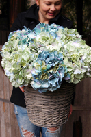 bogaty kosz ze szlachetnymi hortensjami Exclusive Blue Ocean 56x56cm