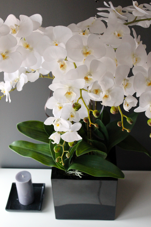 duży storczyk Black Home Grande w czarnej donicy z żywicy (połysk), wys. ok. 87cm