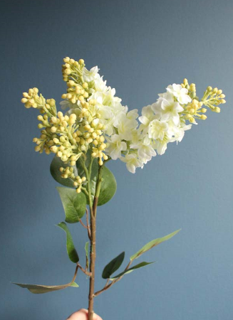 gałązka lilak pospolity, bez biały, dł. 70cm