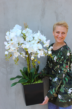 duży storczyk Mediolan w plastikowym wkładzie do donicy wys.73cm