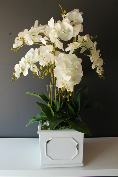 Wenecja storczyk w eleganckiej donicy, wys.90cm