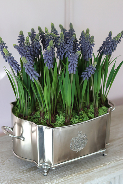 Szafirki, wiosenna kompozycja w cynowanej donicy, wys.32cm