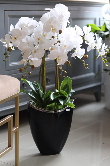 Gerrano, wysoki storczyk glamour, wys.80cm 