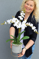 Gelona, storczyk w szarej donicy, wys.63cm 