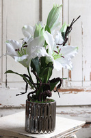 Lilie Silver, kompozycja w srebrnej donicy, wys.56cm