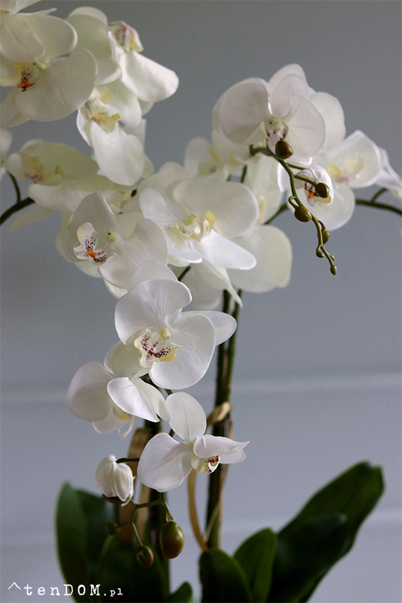 Maura 2, sztuczny storczyk w białej osłonce, wys.84cm 