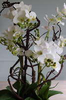 Glassier Niagara, gumowy storczyk w szklanej misie, wys.70cm