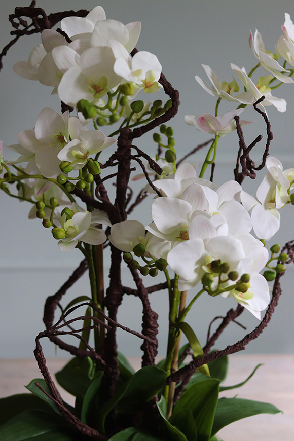 Glassier Niagara, gumowy storczyk w szklanej misie, wys.70cm