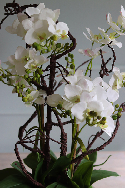 Glassier Niagara, gumowy storczyk w szklanej misie, wys.70cm