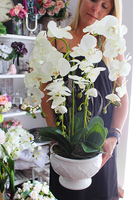 cudowny storczyk Ellana w pięknej białej donicy, wys.70cm