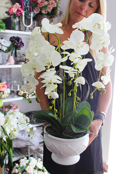 cudowny storczyk Ellana w pięknej białej donicy, wys.70cm