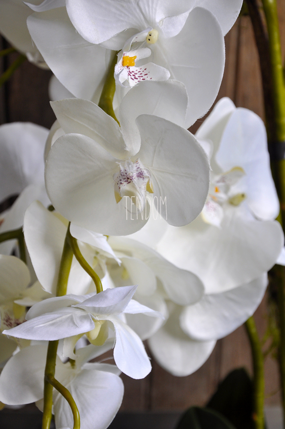 obfity storczyk Leokadia w minimalistycznej donicy, wys.65cm