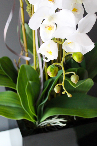 duży storczyk Black Home Grande w czarnej donicy z żywicy (połysk), wys. ok. 87cm