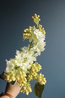 gałązka lilak pospolity, bez biały, dł. 70cm