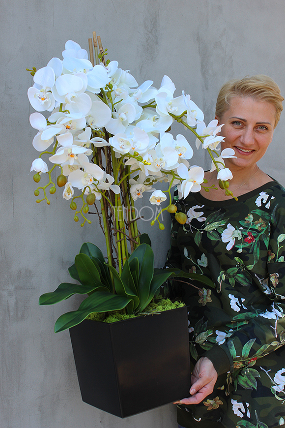 duży storczyk Mediolan w plastikowym wkładzie do donicy wys.73cm