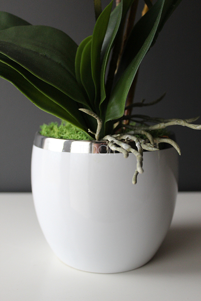 elegancki storczyk Kantro w białej donicy, wys.48cm