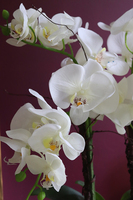 biały, storczyk w donicy glamour, Delloni White&Silver, wys.53cm