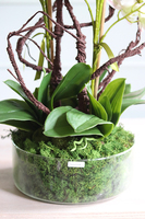 Glassier Niagara, gumowy storczyk w szklanej misie, wys.70cm