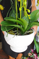 cudowny storczyk Ellana w pięknej białej donicy, wys.70cm